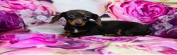 Miniature Dachshund dogs for sale: Athena - Ad 2