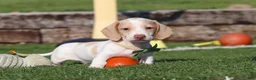 Miniature Dachshund dogs for sale: Jackson - Ad 6