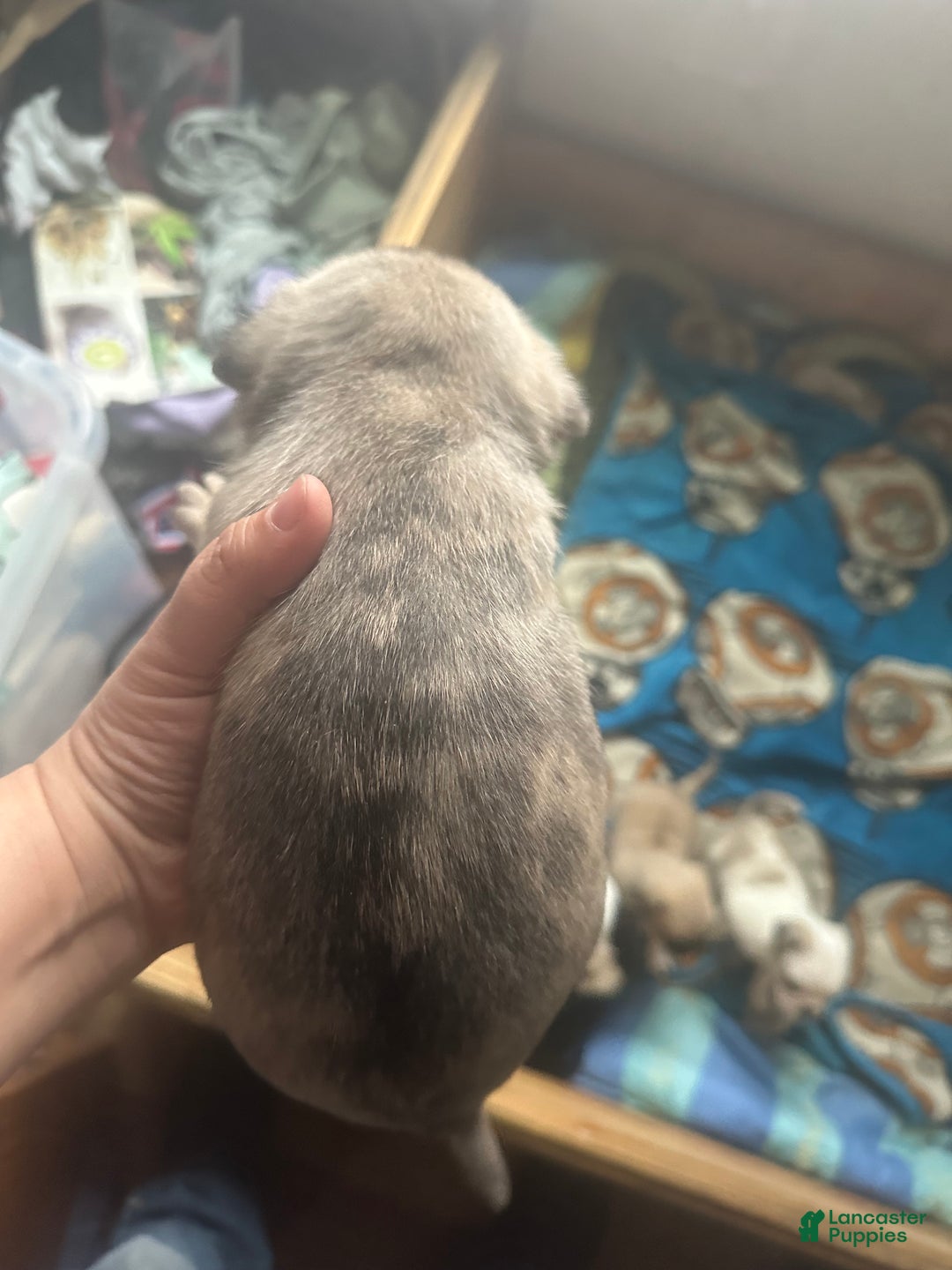 Pug dogs for sale: Felix - Ad 2