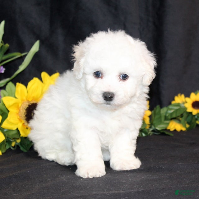 Bichon Frise dogs Carter - Ad 21