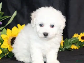 Bichon Frise dogs Carter - Ad 21