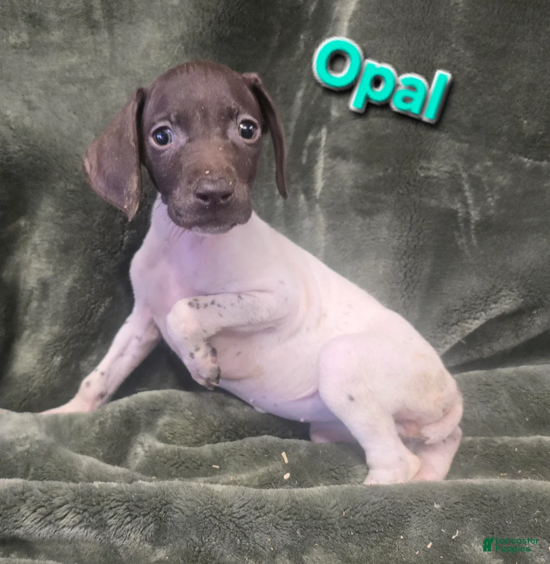 German Shorthaired Pointer dogs for sale: OPAL - Ad 1
