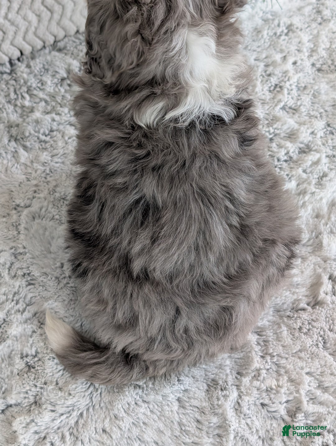 Mini Bernedoodle dogs for sale: Mini Niko  - Ad 41