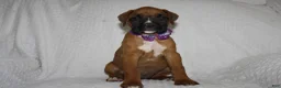 Boxer dogs for sale: Beverly - Ad 5