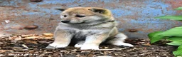 Shiba Inu dogs for sale: Starlight - Ad 4