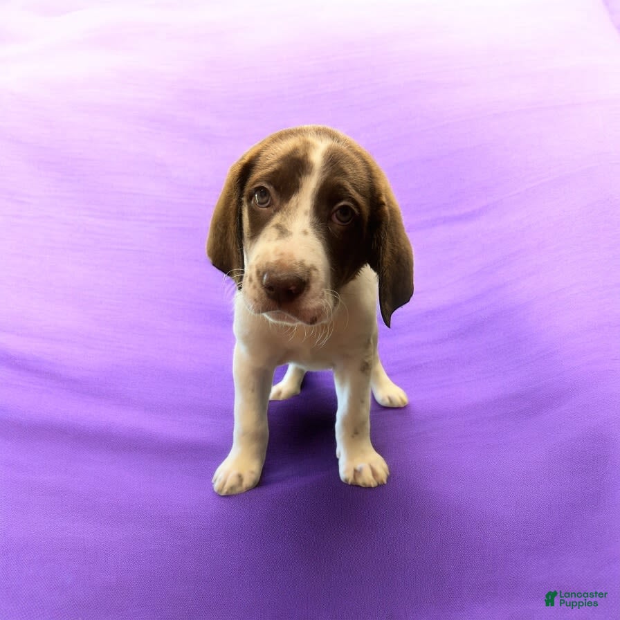 Labradoodle dogs Mazie - Ad 15