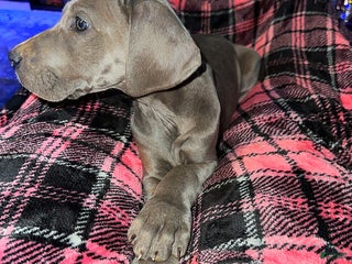 Great Dane dogs Luna - Ad 27