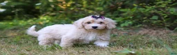 Bichpoo dogs for sale: Sarah - Ad 5