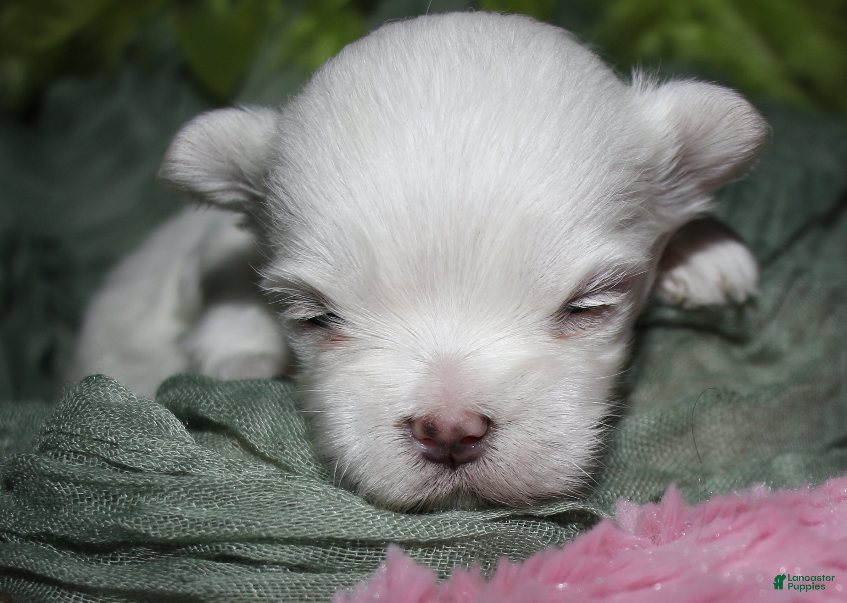 Maltese dogs for sale: Myrtle - Ad 6
