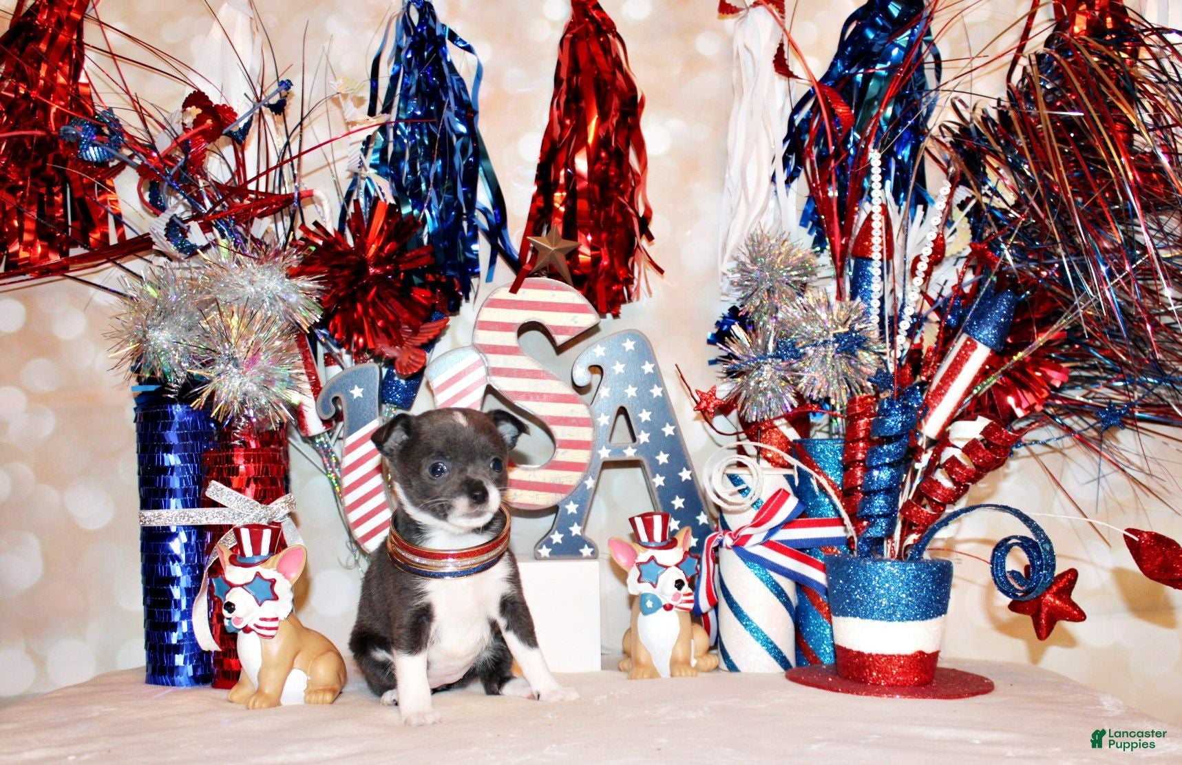 Chihuahua dogs Fergie - Ad 2
