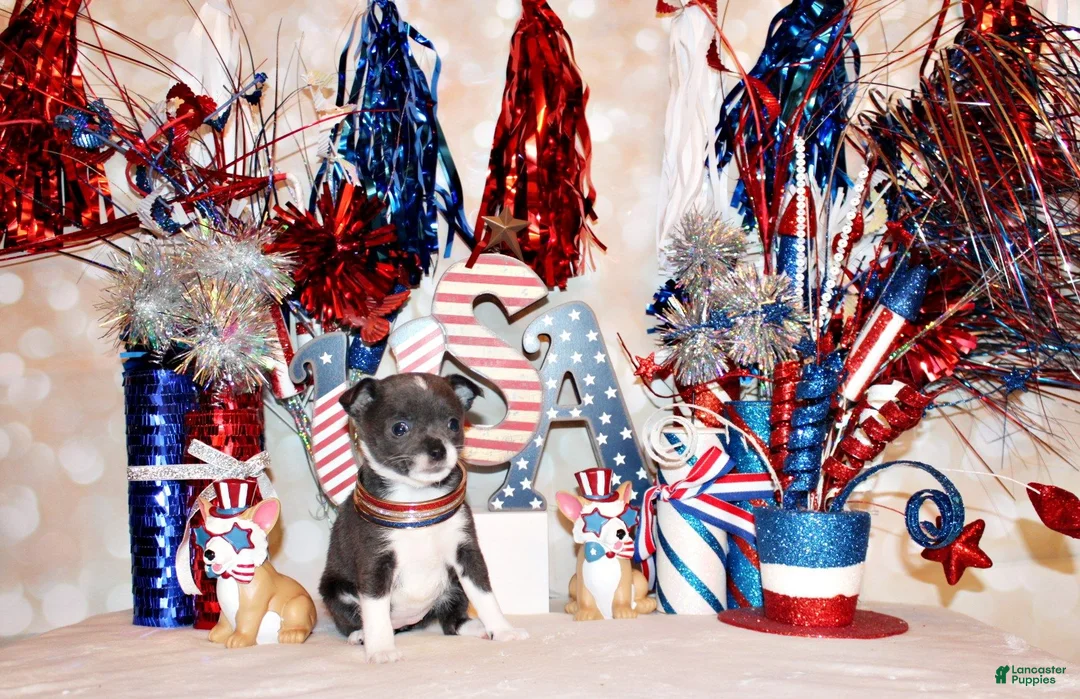 Chihuahua dogs for sale: Fergie - Ad 2