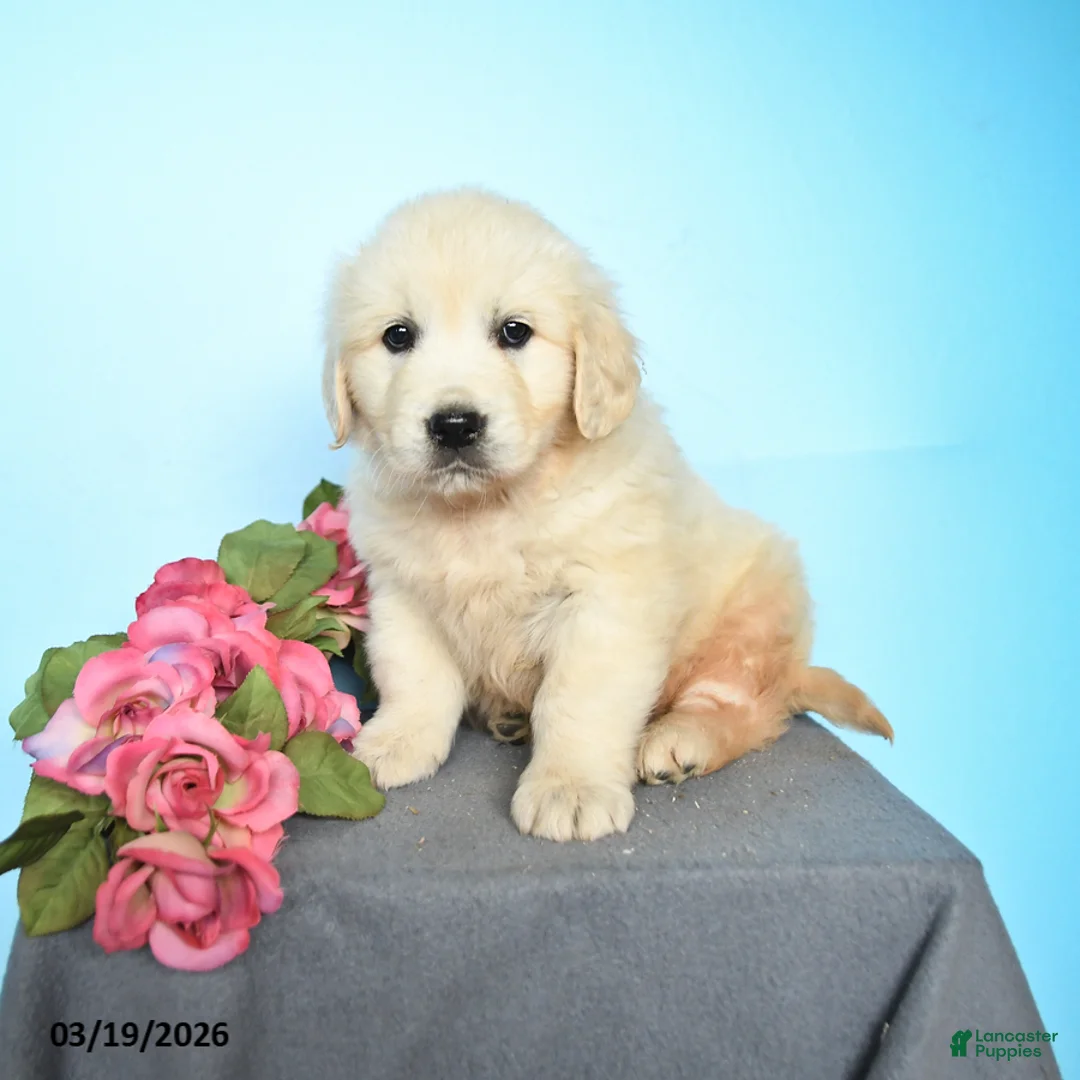 Golden Retriever dogs for sale: Dixie - Ad 1
