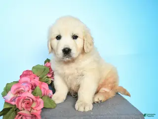 Golden Retriever dogs for sale: Dixie - Ad 1