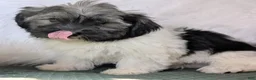 Havanese dogs for sale: Dulce - Ad 9