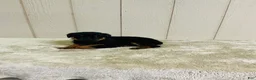 Rottweiler dogs for sale: Rottweiler 1 - Ad 3