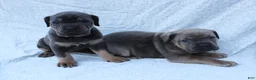 Cane Corso dogs for sale: Mino - Ad 4