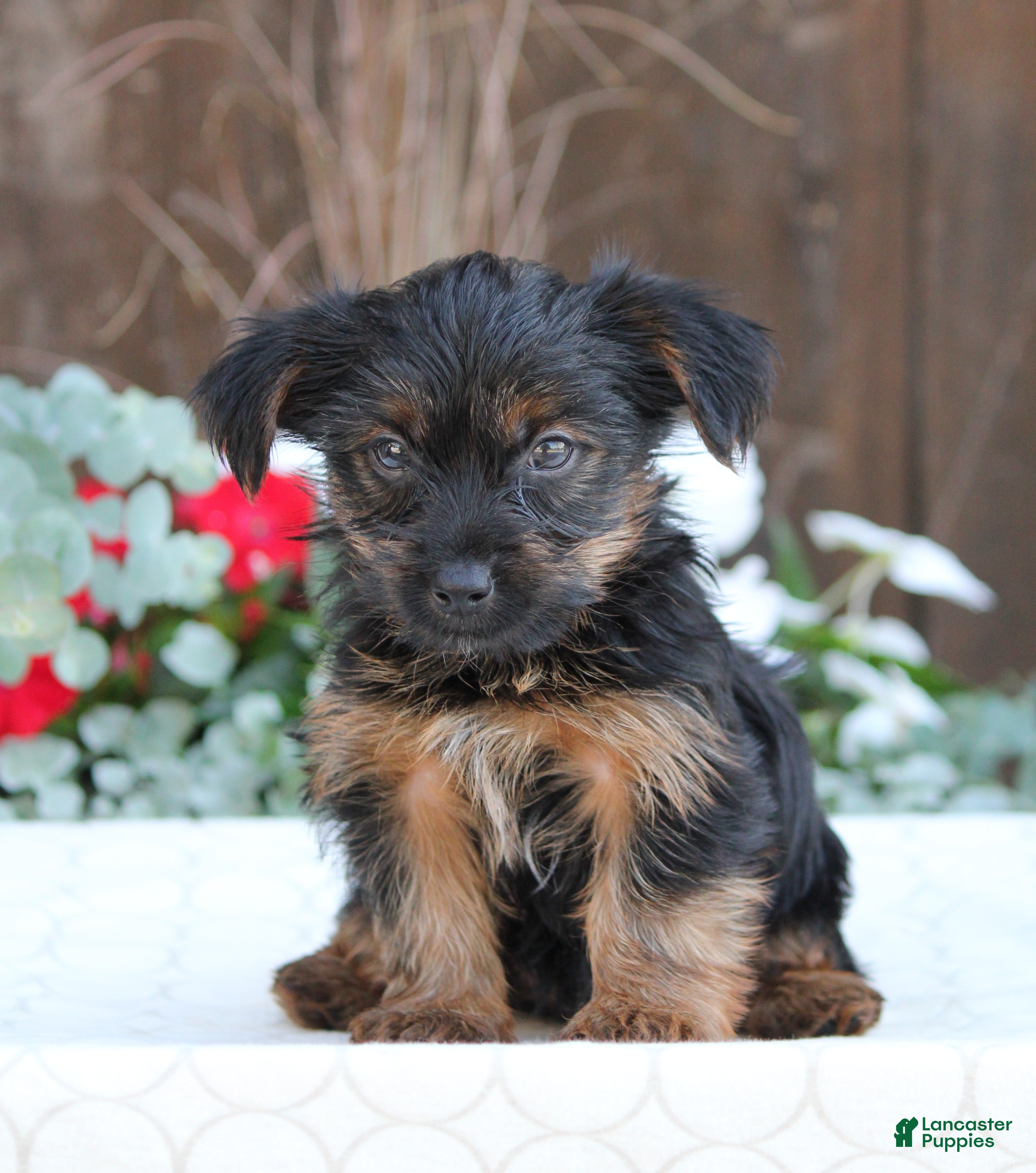 Yorkshire Terrier dogs Sparky - Ad 1