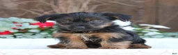 Yorkshire Terrier dogs for sale: Sparky - Ad 1