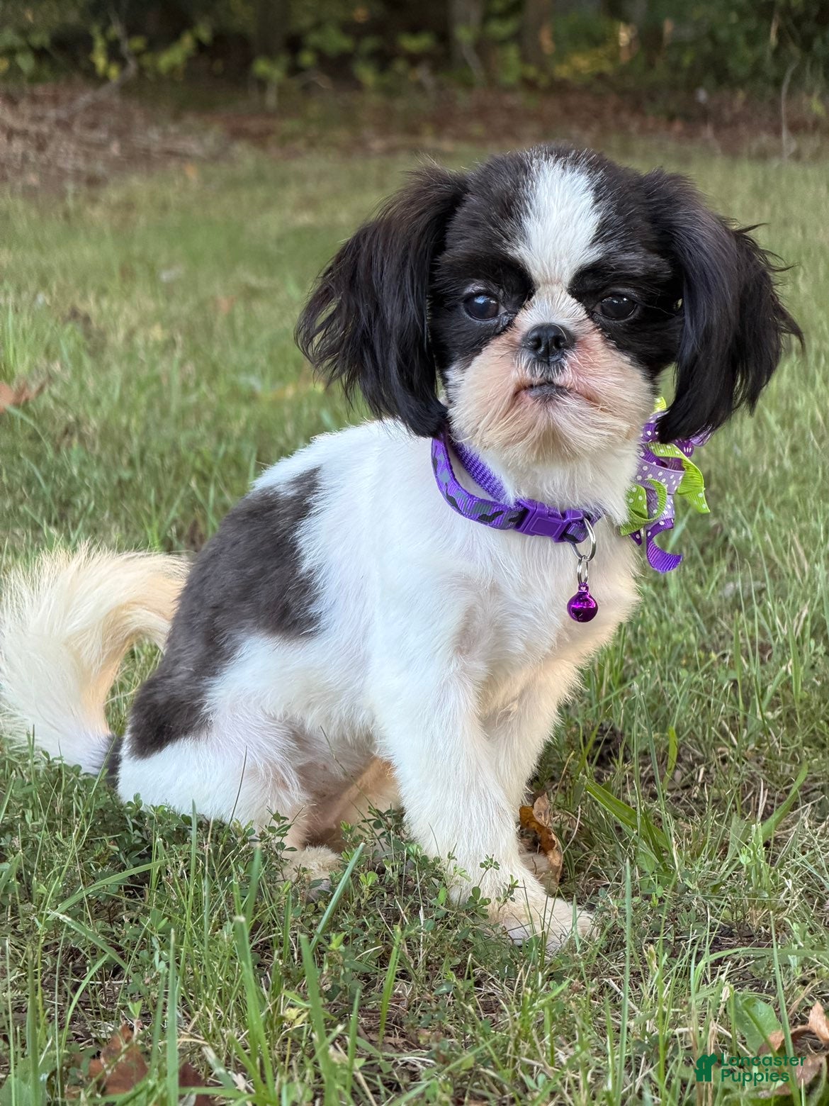 Shih Tzu dogs Lulu - Ad 1