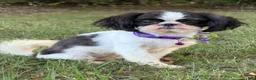 Shih Tzu dogs for sale: Lulu - Ad 1