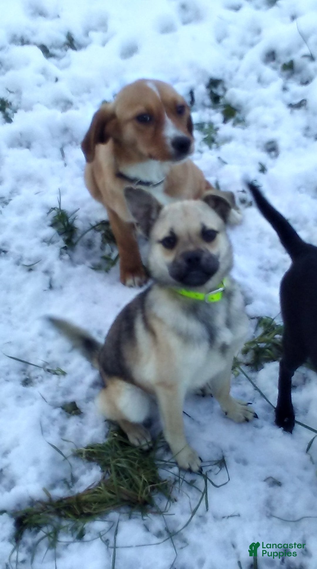 Mixed Breed dogs for sale: Fussy - Ad 4