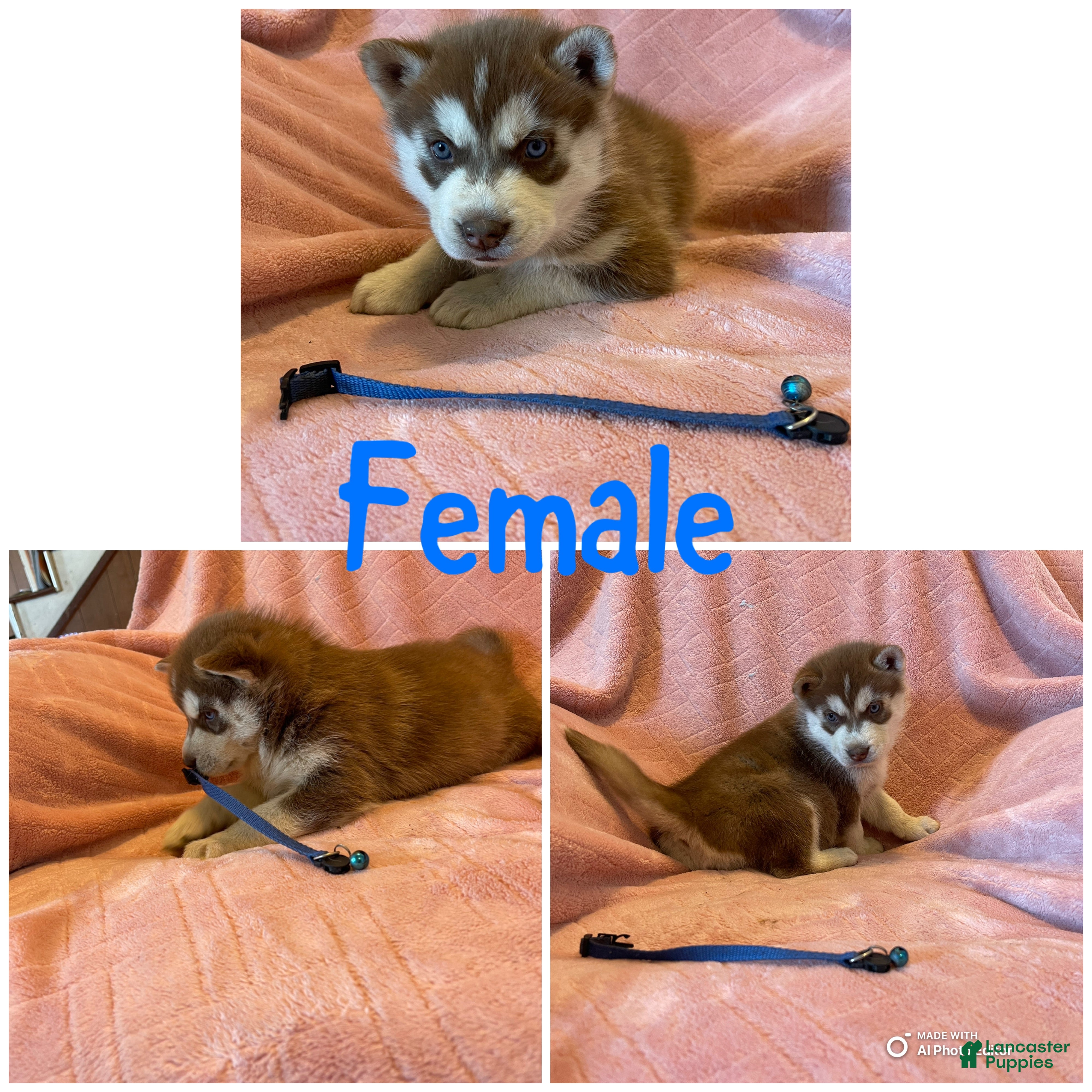 Siberian Husky dogs Siberian Husky Puppy 5 - Ad 26