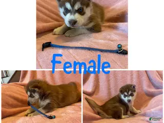 Siberian Husky dogs Siberian Husky Puppy 5 - Ad 26