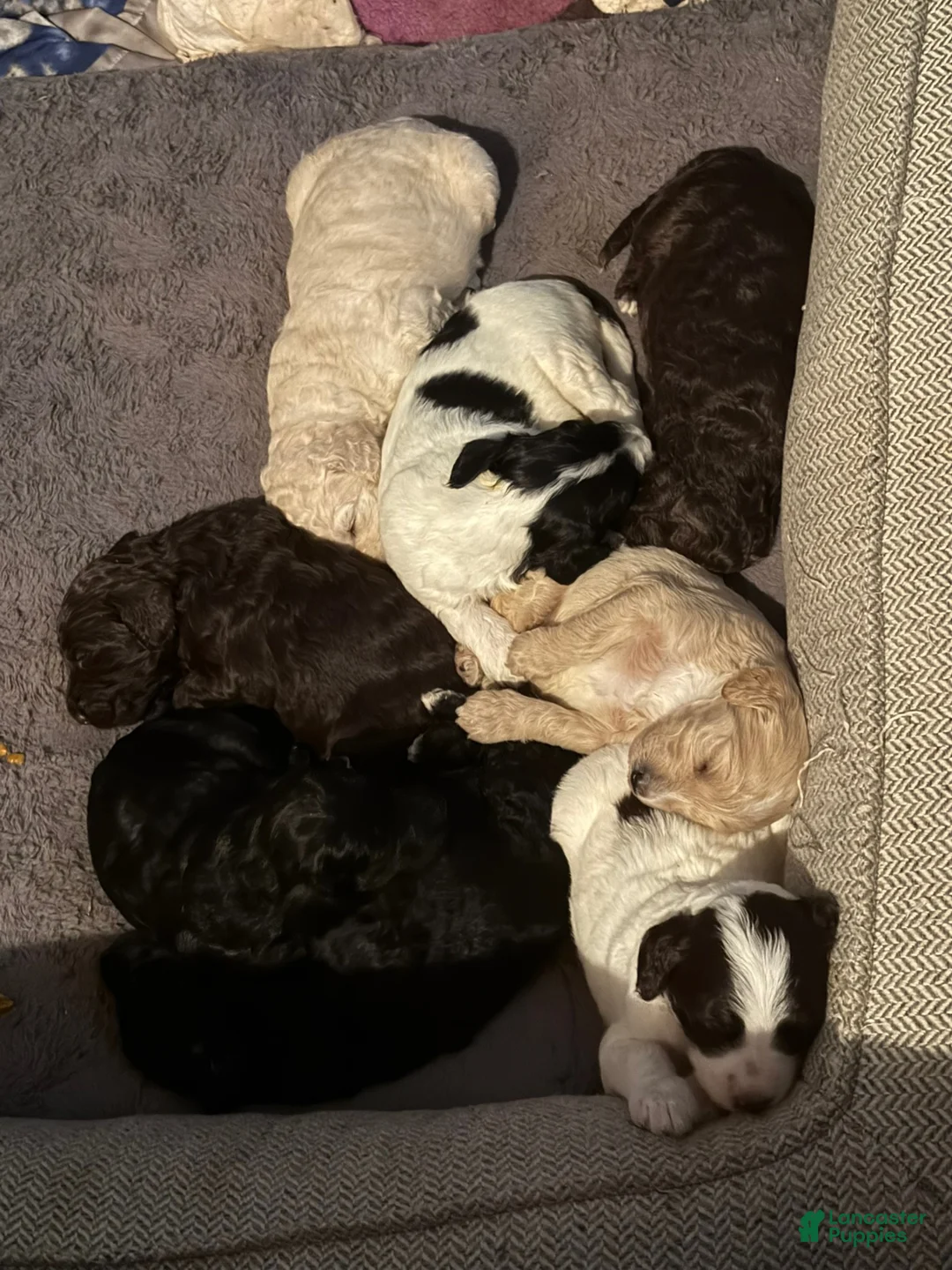 Labradoodle dogs for sale: Chocolate - Ad 4