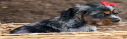 Cocker Spaniel dogs for sale: Brunson 🐶💙 - Ad 7