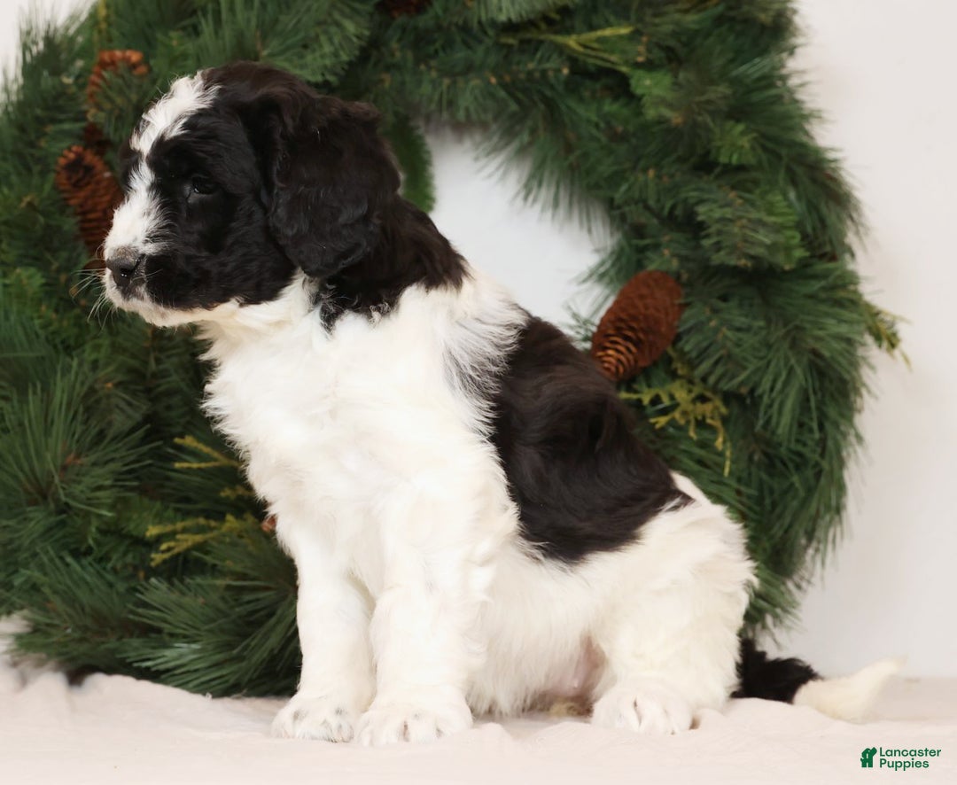 Saint Berdoodles dogs for sale: Chloe - Ad 6