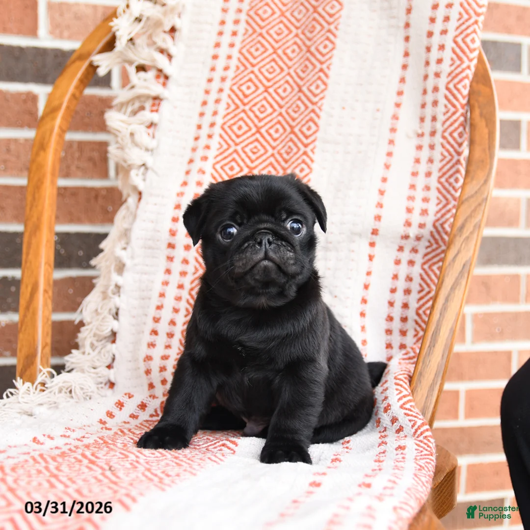 Pug dogs for sale: Oscar - Ad 2