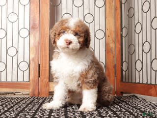 Mini Aussiedoodle dogs Claire Red Merle Mini Aussie Poo - Ad 21