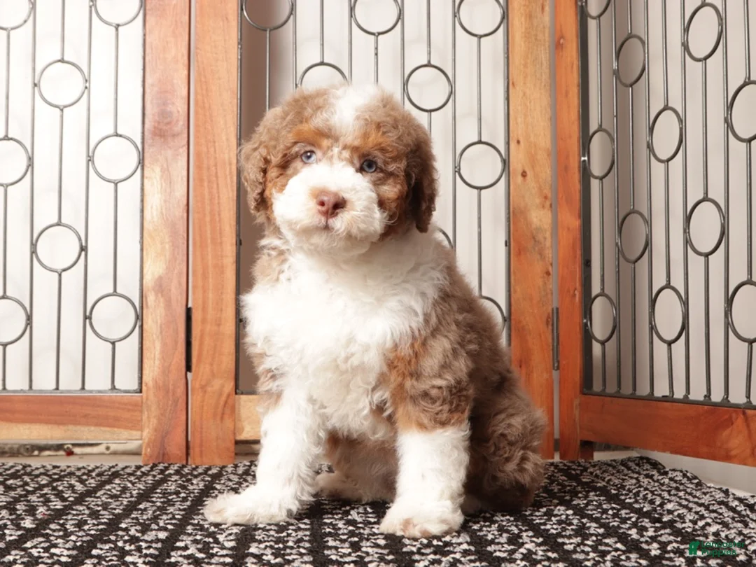 Mini Aussiedoodle dogs for sale: Claire Red Merle Mini Aussie Poo - Ad 1