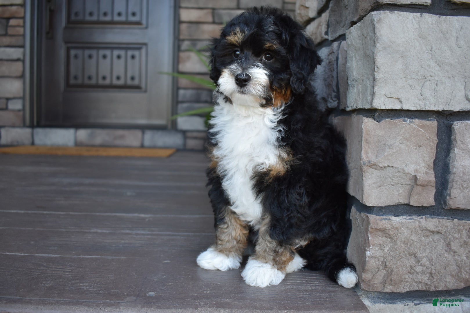 Mini Bernedoodle dogs Autumn - Ad 2