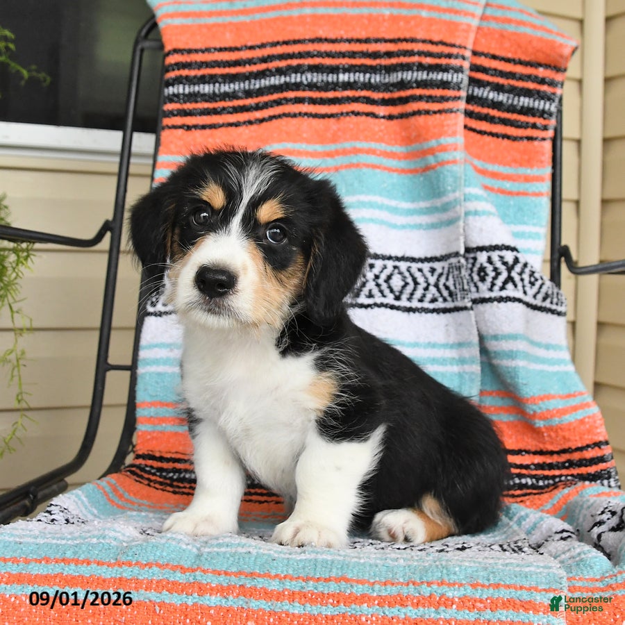 Mixed Breed dogs for sale: Toast - Ad 2