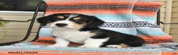 Mixed Breed dogs for sale: Toast - Ad 1