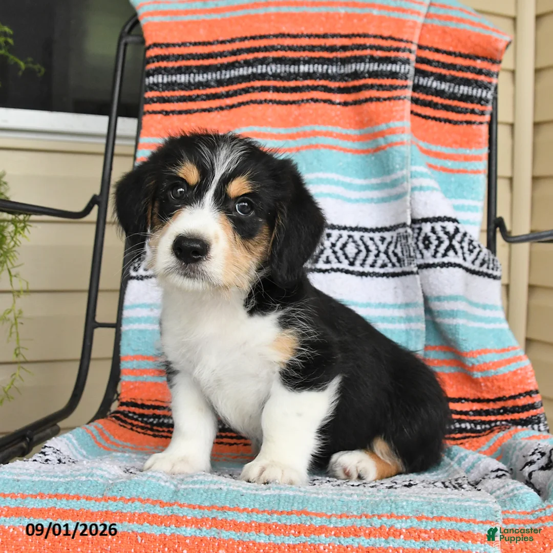 Mixed Breed dogs for sale: Toast - Ad 1