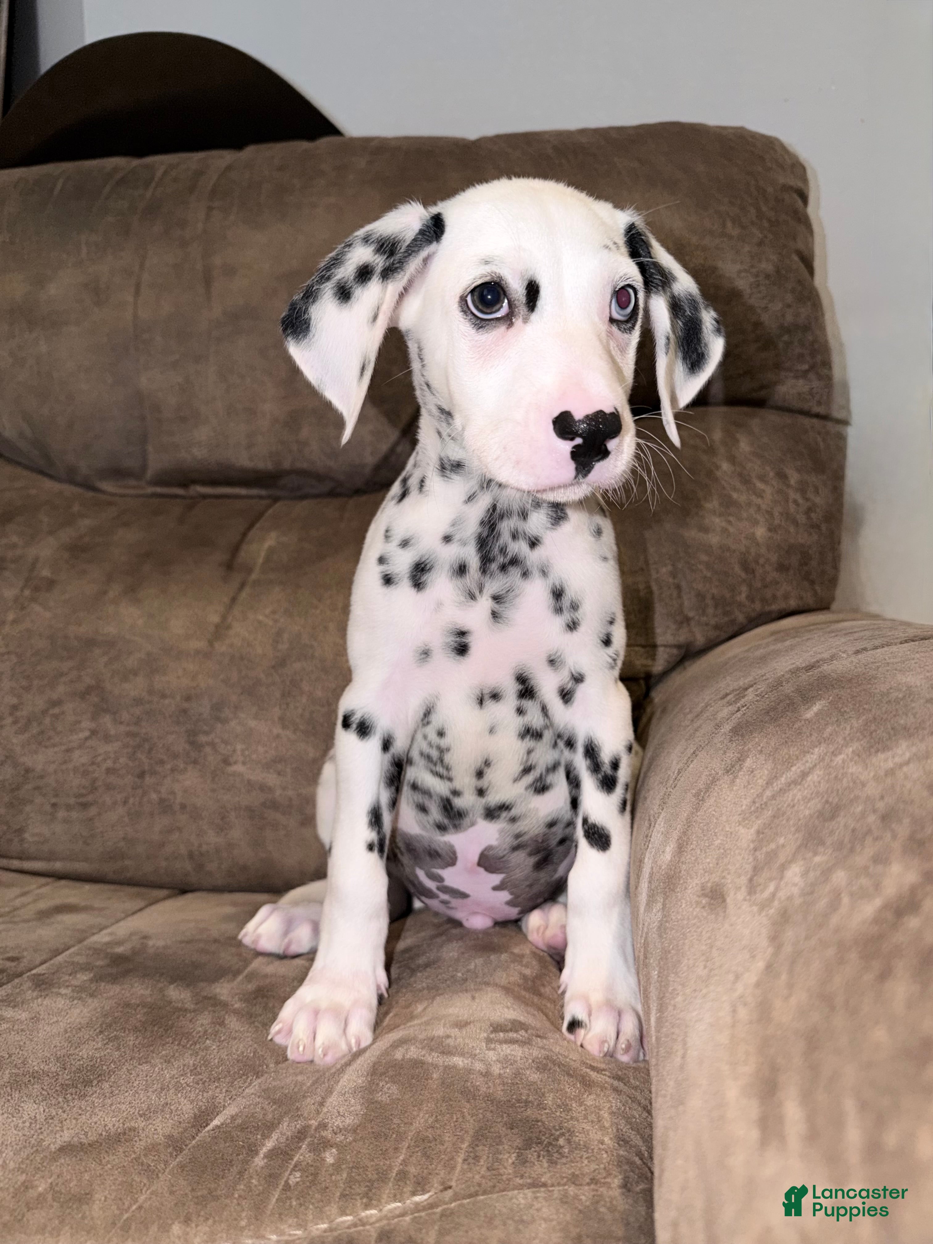 Dalmatian dogs for sale: Arlo - Ad 3
