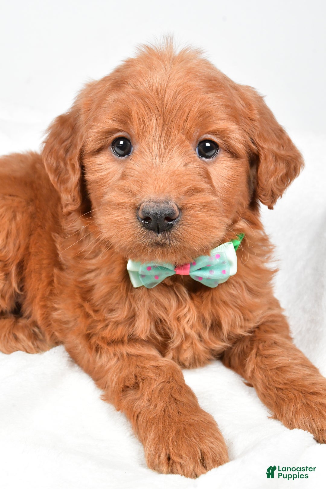 Mini Goldendoodle dogs for sale: Brady - Ad 5