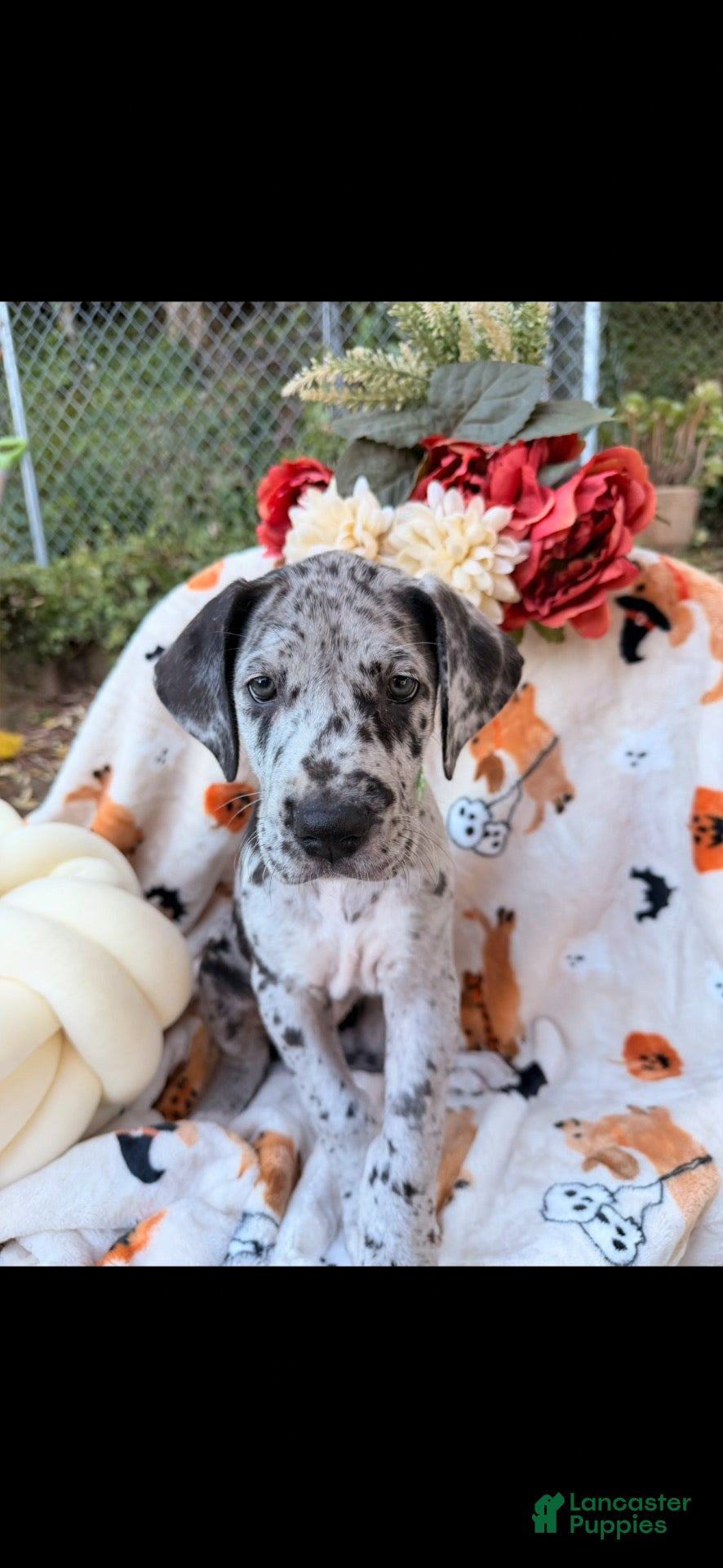 Great Dane dogs Great Dane 3 - Ad 8