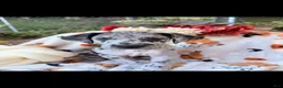 Great Dane dogs for sale: Great Dane 3 - Ad 1
