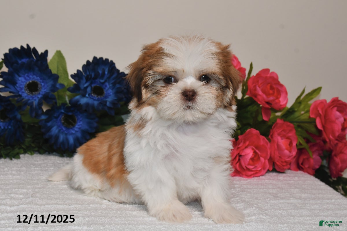 Shih Tzu dogs Jodi - Ad 29