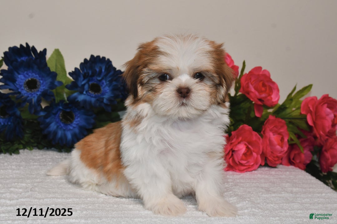 Shih Tzu dogs for sale: Jodi - Ad 1
