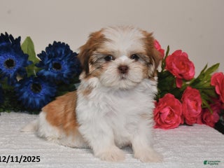 Shih Tzu dogs Jodi - Ad 28