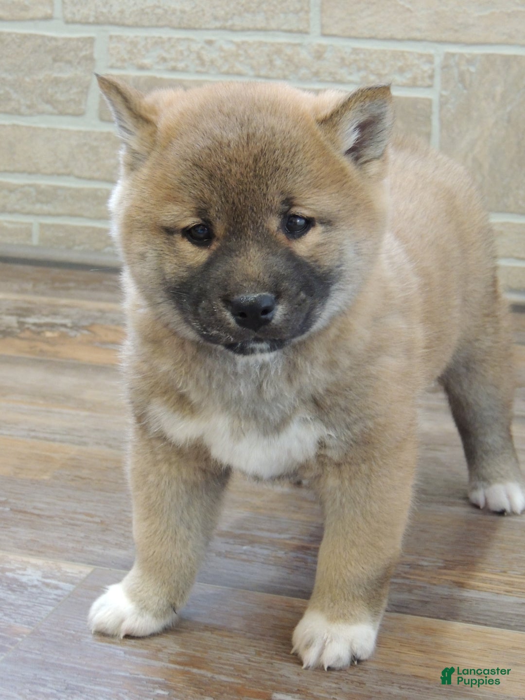 Shiba Inu dogs for sale: RYDER - Ad 3