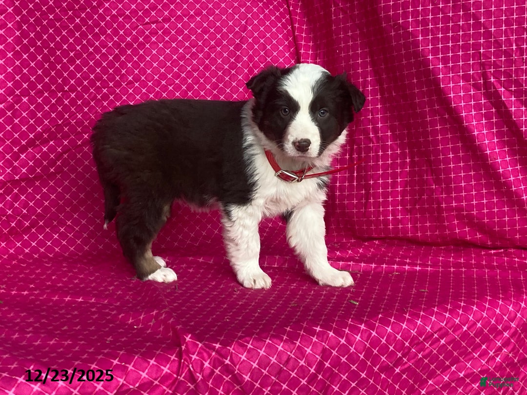 Mixed Breed dogs for sale: Georgia - Ad 1