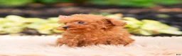 Maltipoo dogs for sale: Berribelle - Ad 4