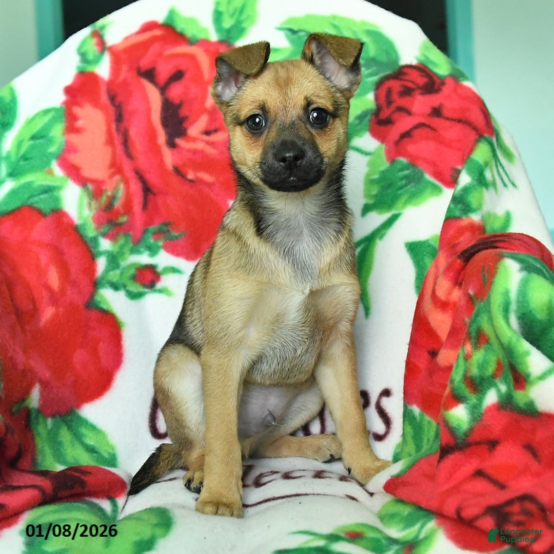 Chihuahua dogs for sale: Atlee - Ad 3