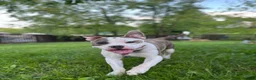 American Bully dogs for stud: Bully to be studded out - Ad 3
