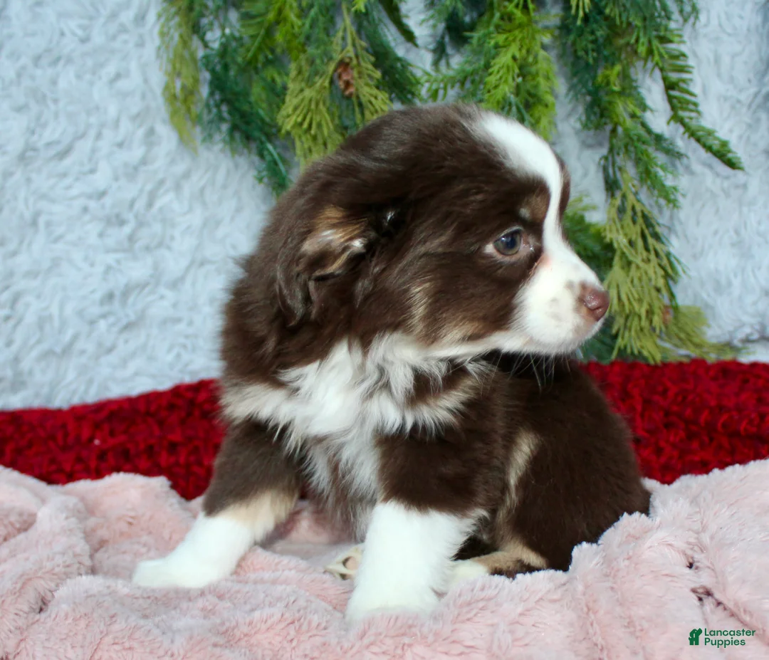 Miniature Australian Shepherd dogs for sale: Jenny - Ad 4